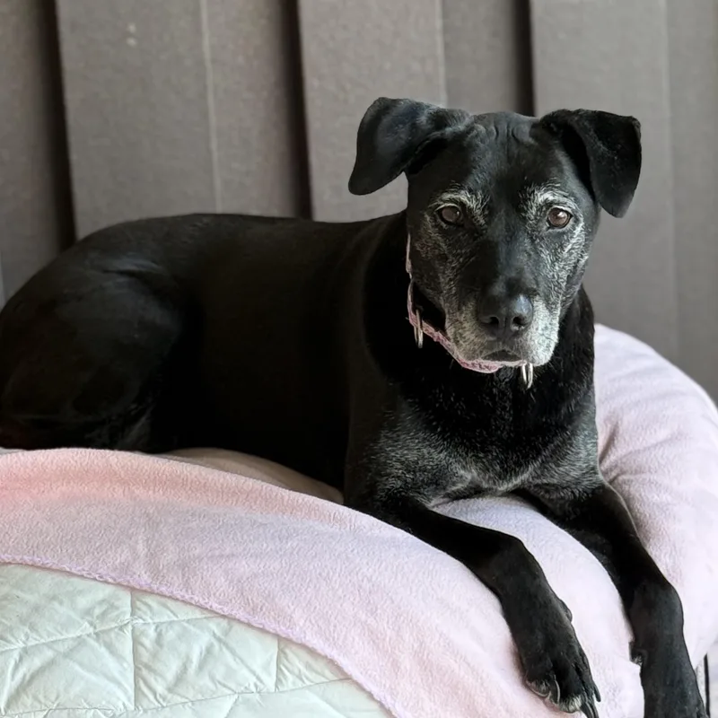 A senior medium-sized female Black Pit Bull Terrier dog named Angel for adoption in Mount Juliet, TN