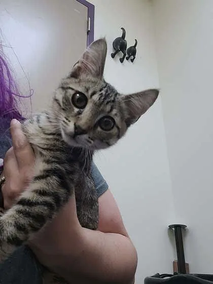 A baby small-sized female Domestic Short Hair cat named Pickle for adoption in Memphis, TN