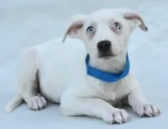 A young large-sized male Terrier dog named Ivan for adoption in Kansas City, MO