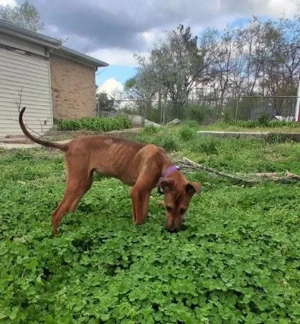 Maple: Miracle She Is thumbnail 2