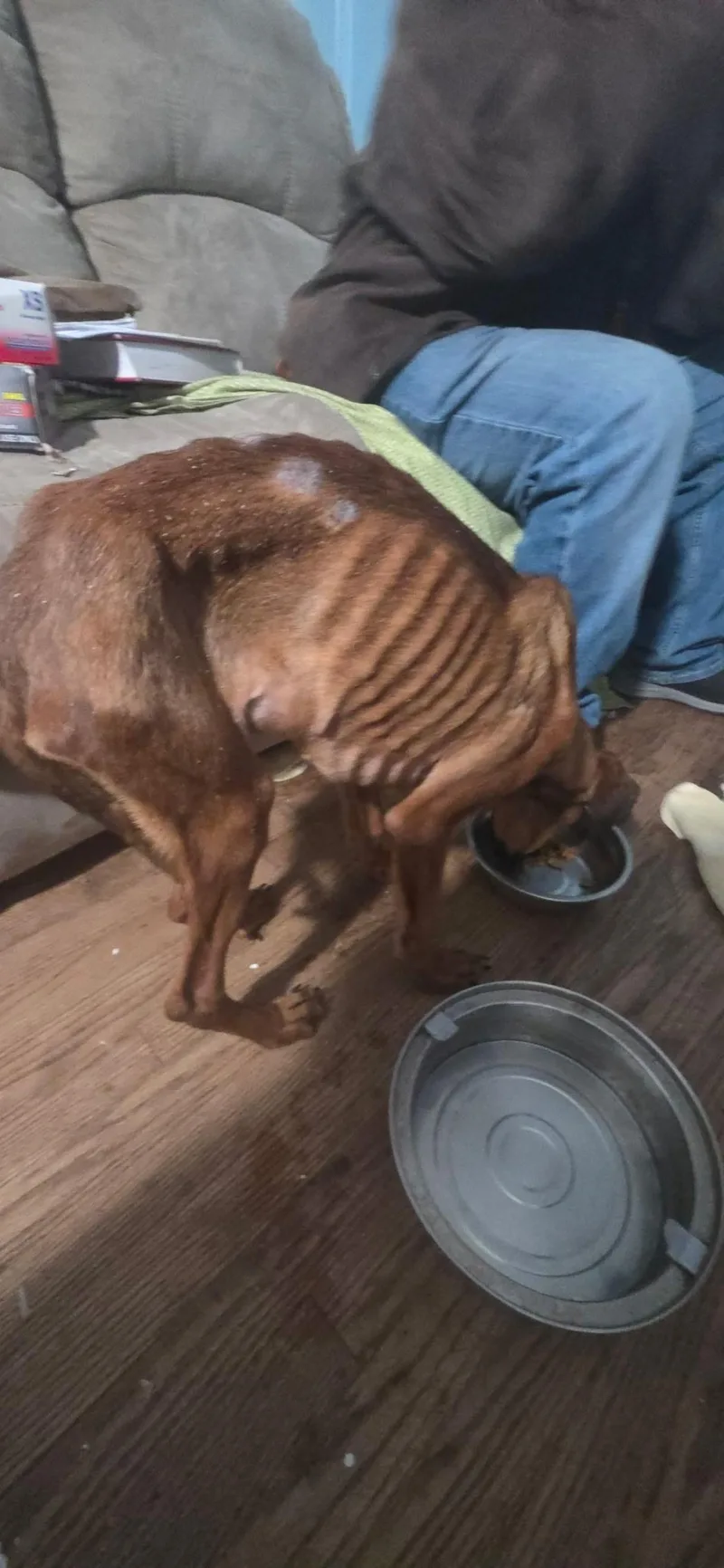 Maple: Miracle She Is thumbnail 4