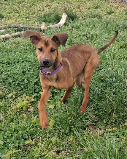 Maple: Miracle She Is