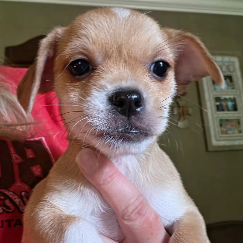A baby small-sized female Chihuahua dog named Moana for adoption in Winder, GA