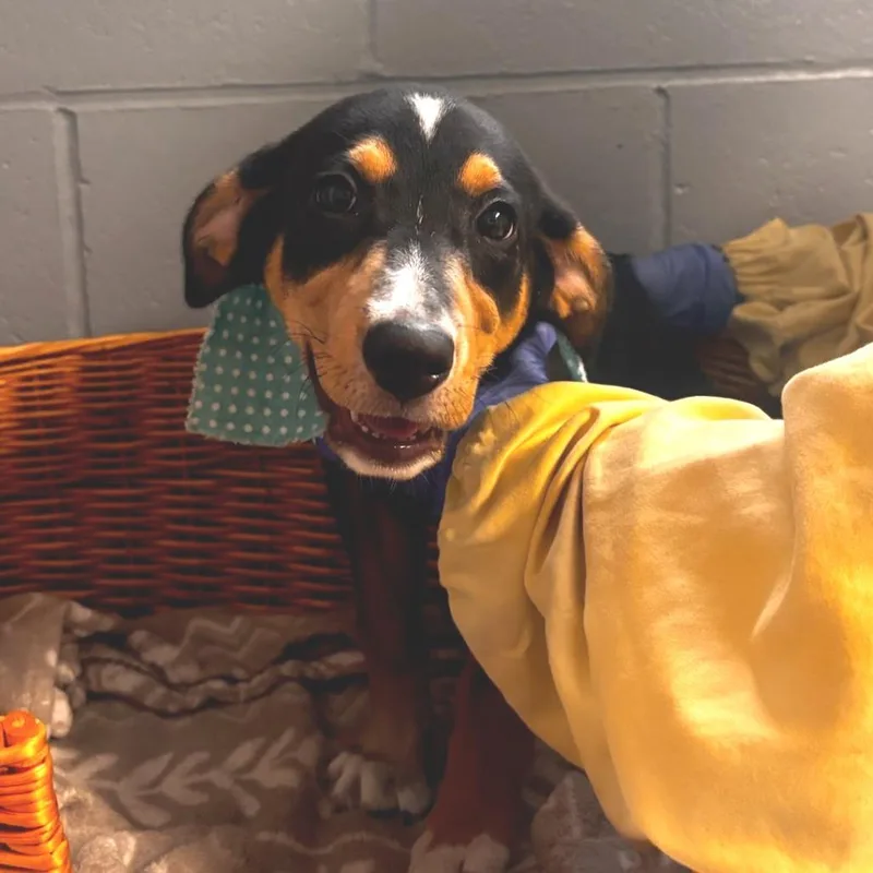 A baby small-sized female Black Coonhound dog named Butterfly for adoption in Belleville, IL
