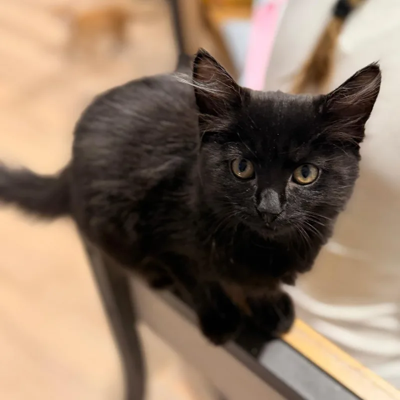 A baby small-sized female Black Domestic Short Hair cat named Coco for adoption in Layton, UT