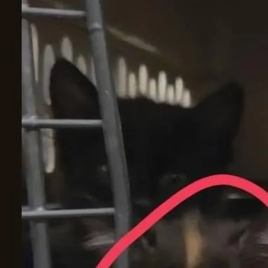 Coco thumbnail 2