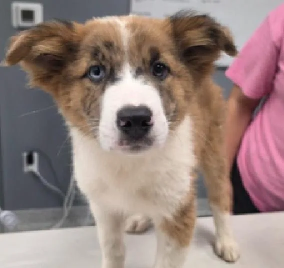A baby medium-sized female Tricolor (Brown, Black, & White) Catahoula Leopard Dog dog named BoPeep for adoption in Wolcott, CT