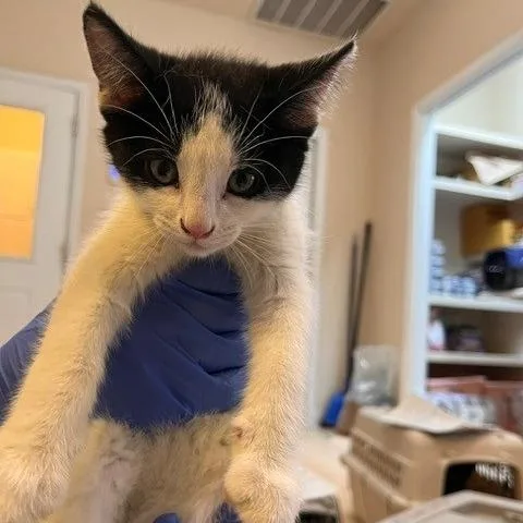 A baby small-sized male White Domestic Short Hair cat named Nectar for adoption in Kanab, UT