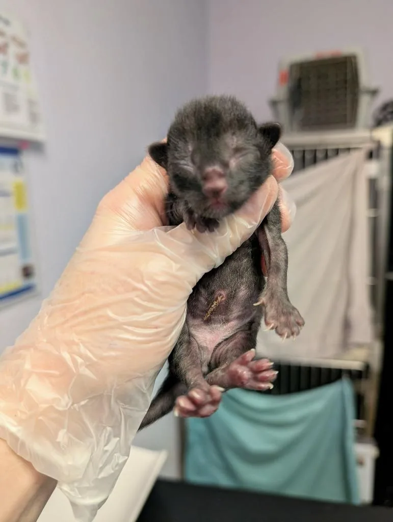 A baby medium-sized male Domestic Short Hair cat named Slushee for adoption in New Braunfels, TX