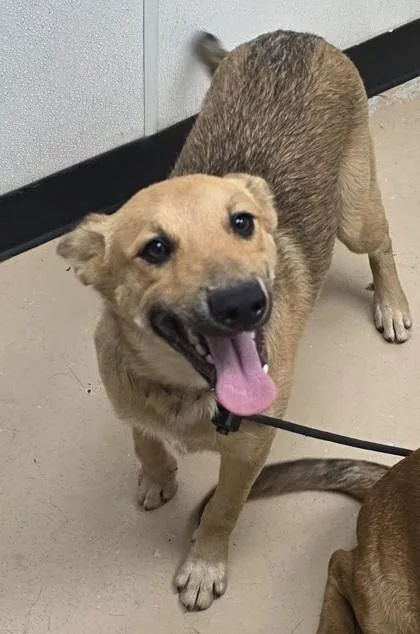 An adult large-sized female Shepherd dog named Jazzie for adoption in Phoenix, AZ