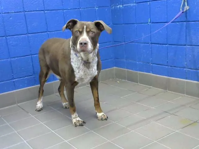 An adult large-sized male Bloodhound dog named Crash for adoption in Albuquerque, NM