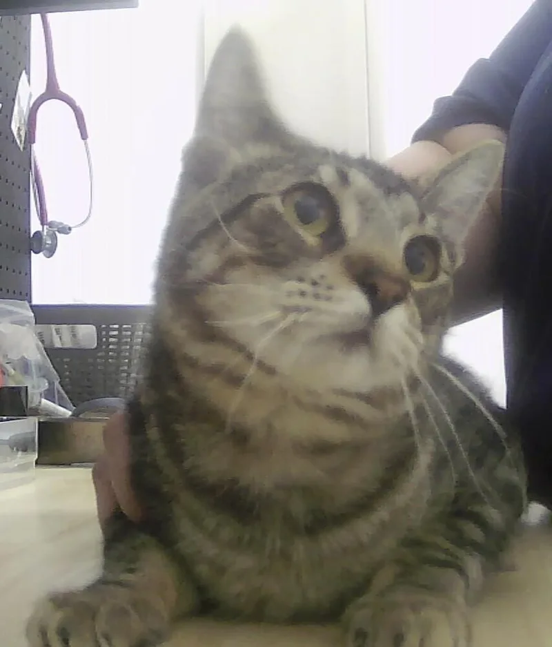 A baby medium-sized male Tabby (Brown / Chocolate) Domestic Short Hair cat named Sven for adoption in Anoka, MN