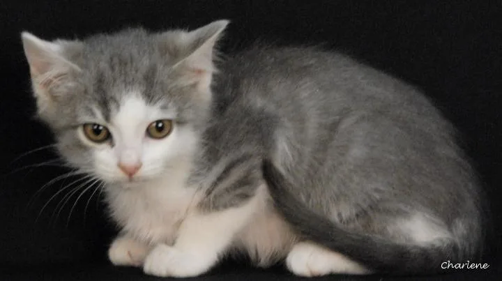 A baby medium-sized female White Domestic Short Hair cat named Flare for adoption in Newland, NC