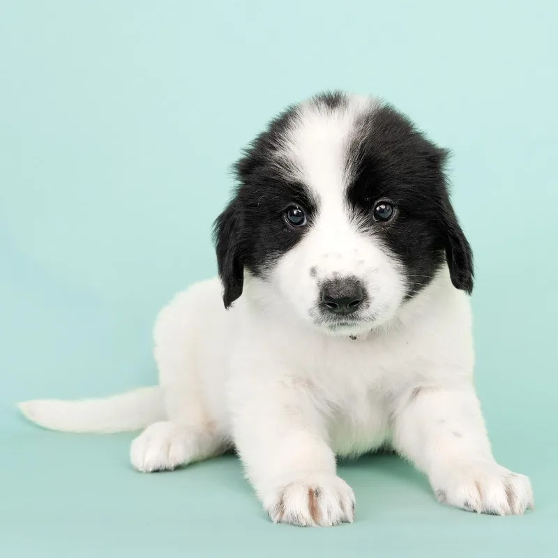 A baby small-sized female White / Cream Mixed Breed dog named Sparkler for adoption in Franklin, TN
