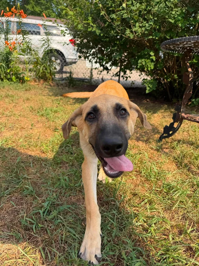 A baby large-sized male Anatolian Shepherd dog named Finn for adoption in Coldwater, MI