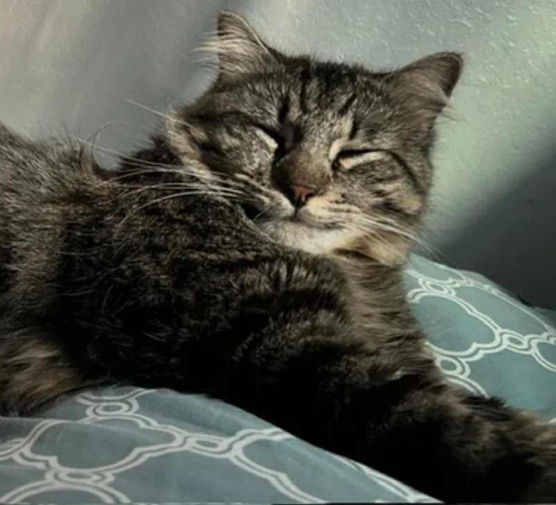 An adult large-sized male Domestic Medium Hair cat named Simba for adoption in Oakdale, CA