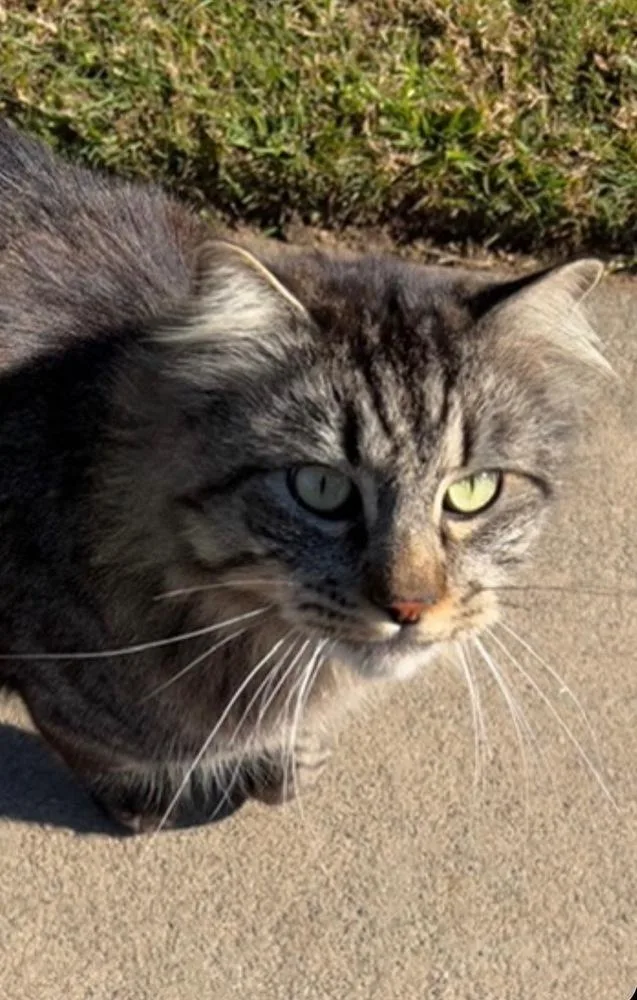 Simba thumbnail 2