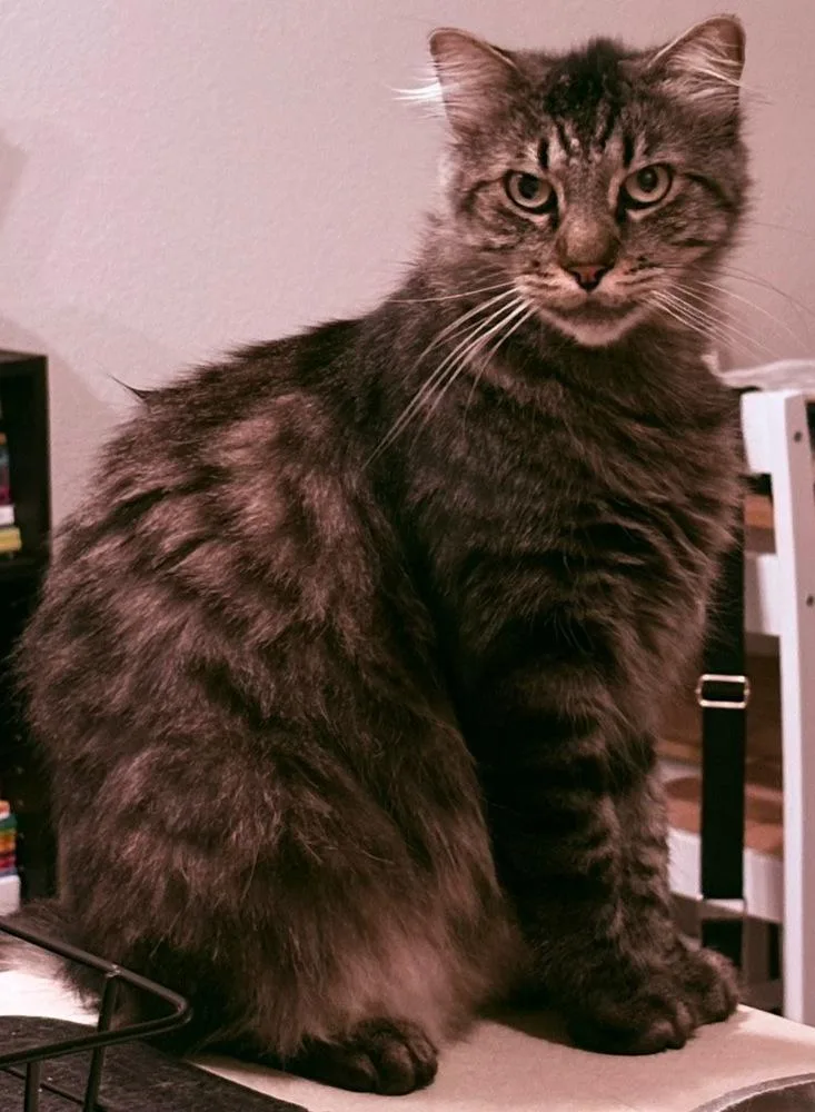 Simba thumbnail 3