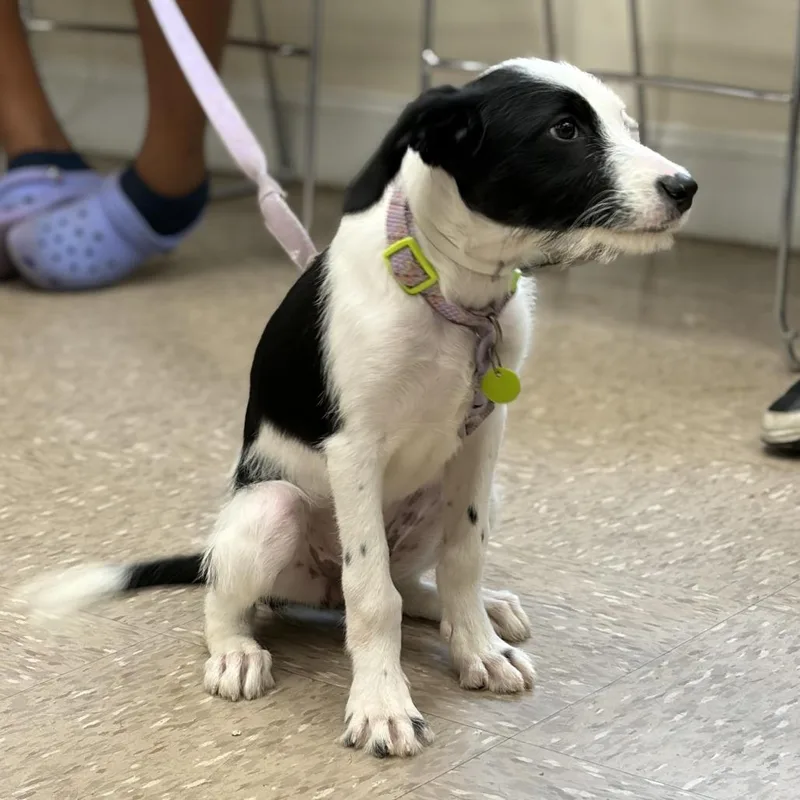 A baby medium-sized female Poodle dog named Lady for adoption in Rossville, GA