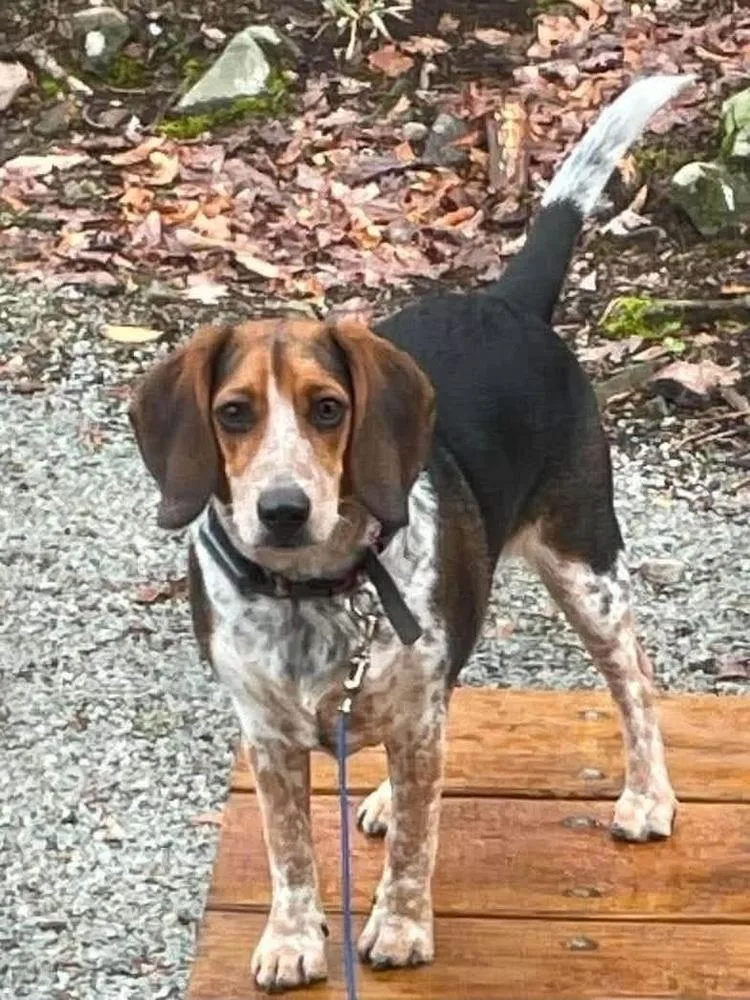 Rusty Beagle