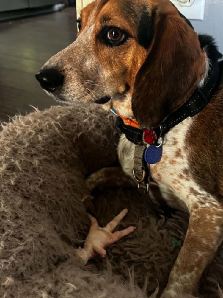 Rusty Beagle thumbnail 3