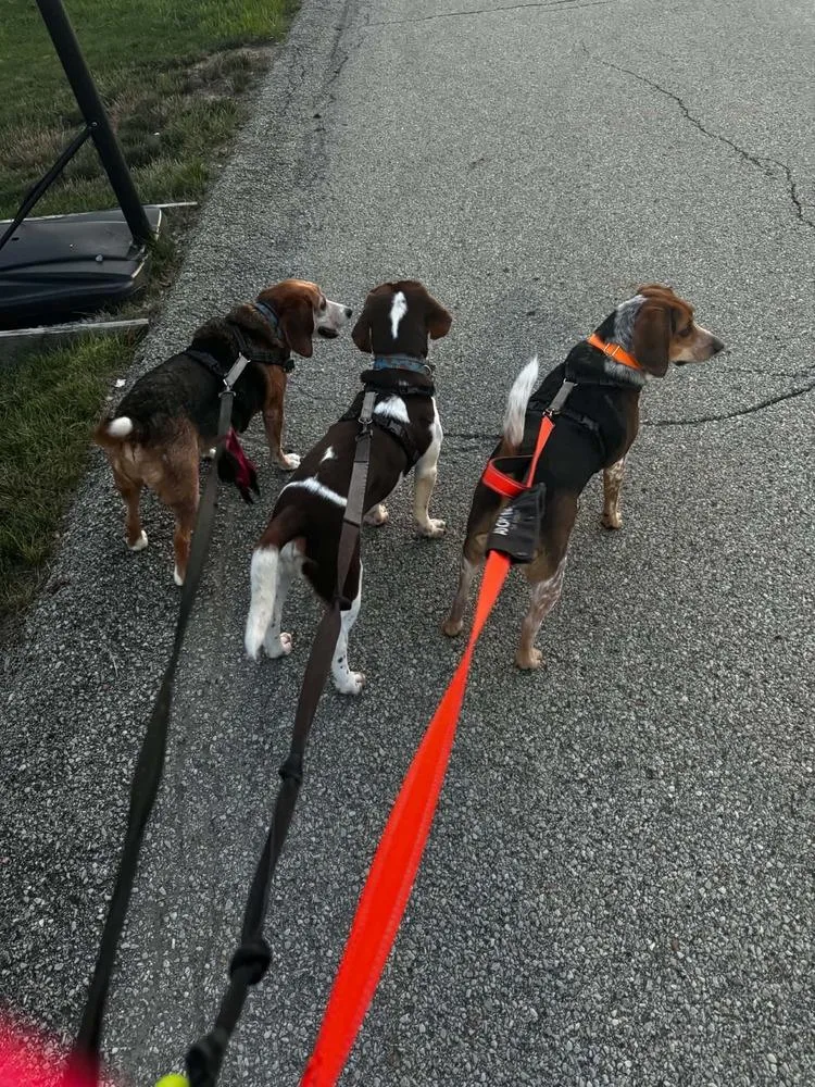 Rusty Beagle thumbnail 4