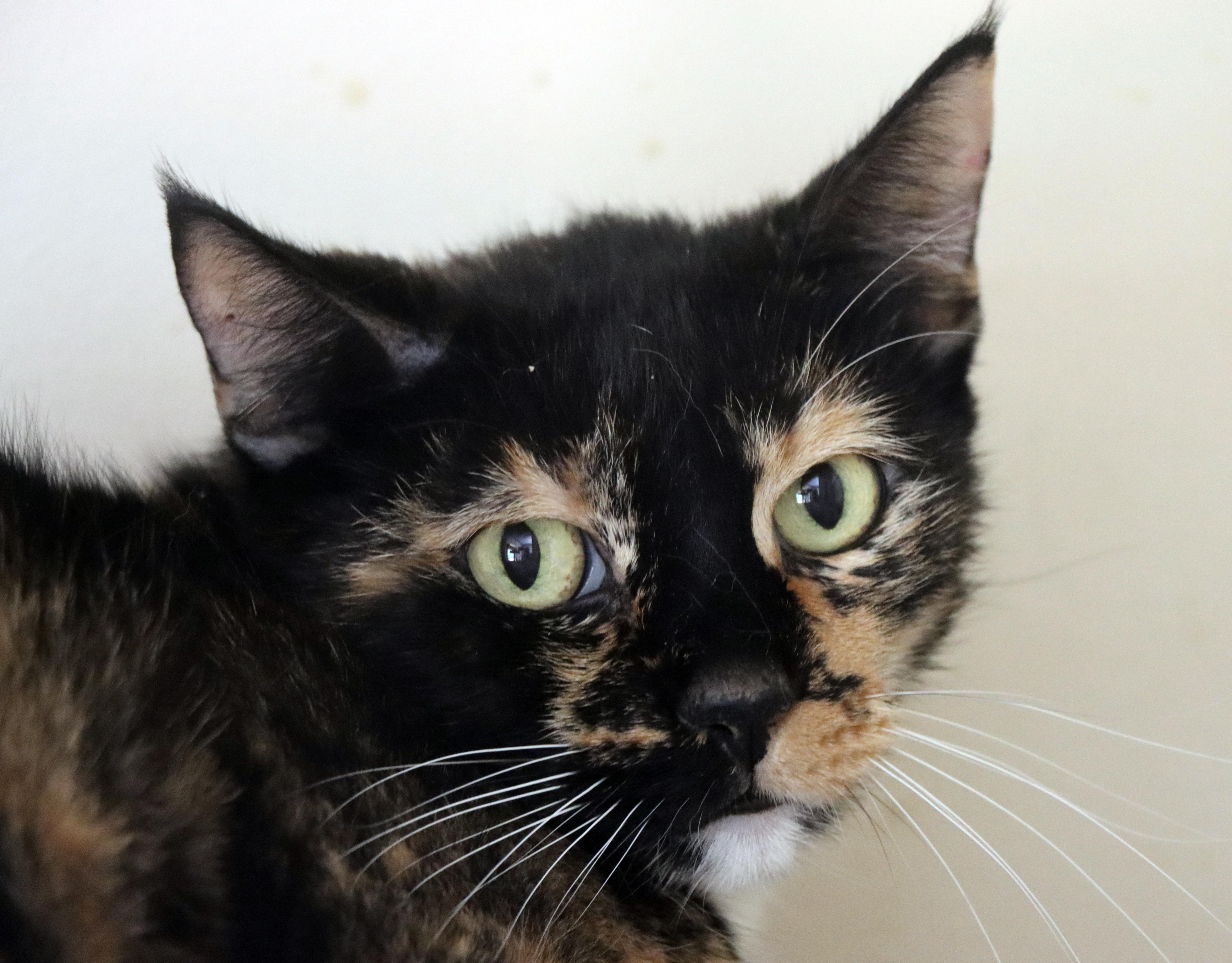 A senior extra large-sized female Tortoiseshell Domestic Short Hair cat named Cecily for adoption in House Springs, MO