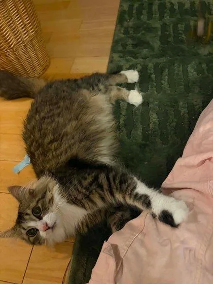 An adult medium-sized female Domestic Medium Hair cat named Domanique for adoption in Bridgewater, NJ