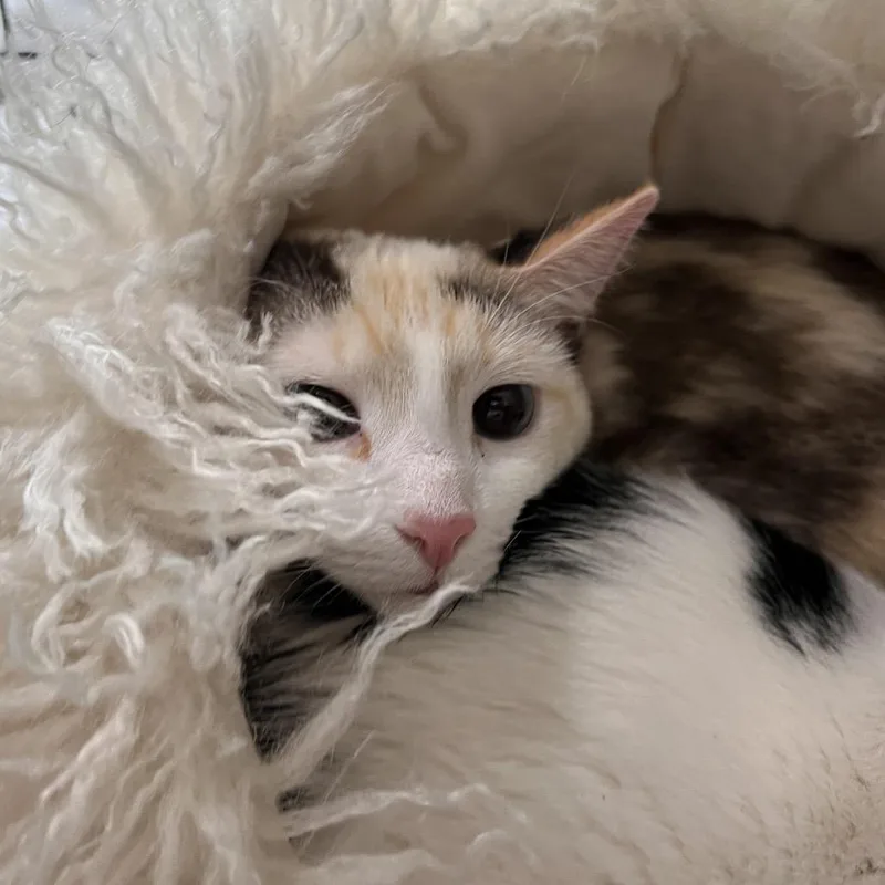 A young small-sized female Calico Domestic Short Hair cat named Shelly for adoption in Las Vegas, NV