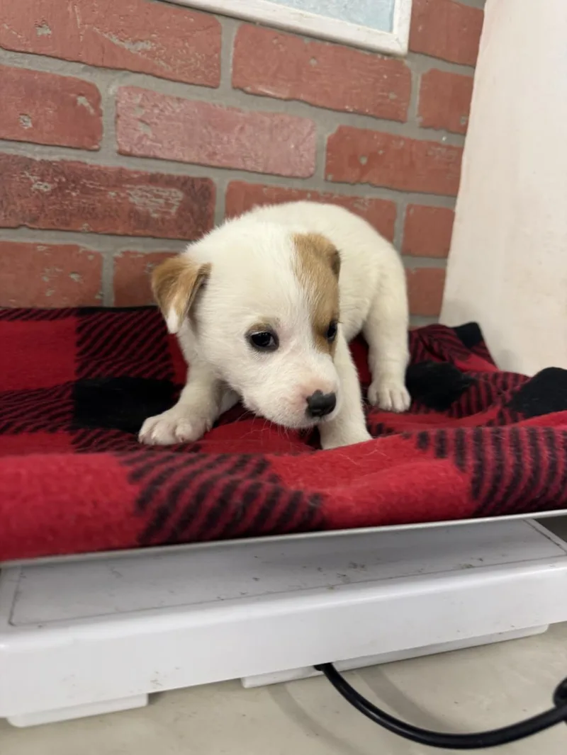 A baby small-sized female Pointer dog named Evangeline for adoption in Houston, TX
