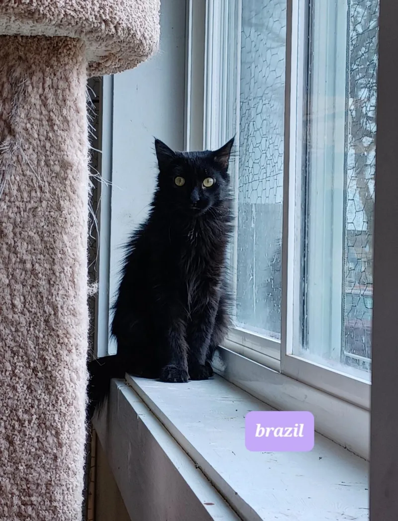 A young medium-sized female Black Domestic Long Hair cat named Brazil for adoption in Walworth, WI