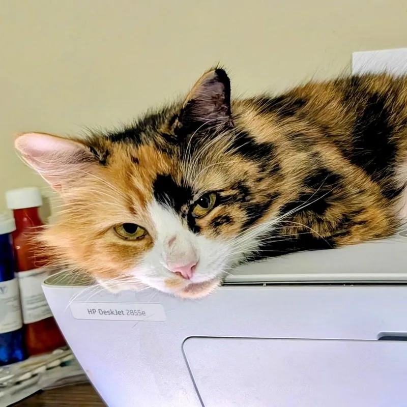 A young medium-sized female Calico Domestic Medium Hair cat named Vanity Fair for adoption in Richmond, VA