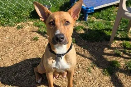An adult large-sized female Mixed Breed dog named June Bug for adoption in West Chester, PA
