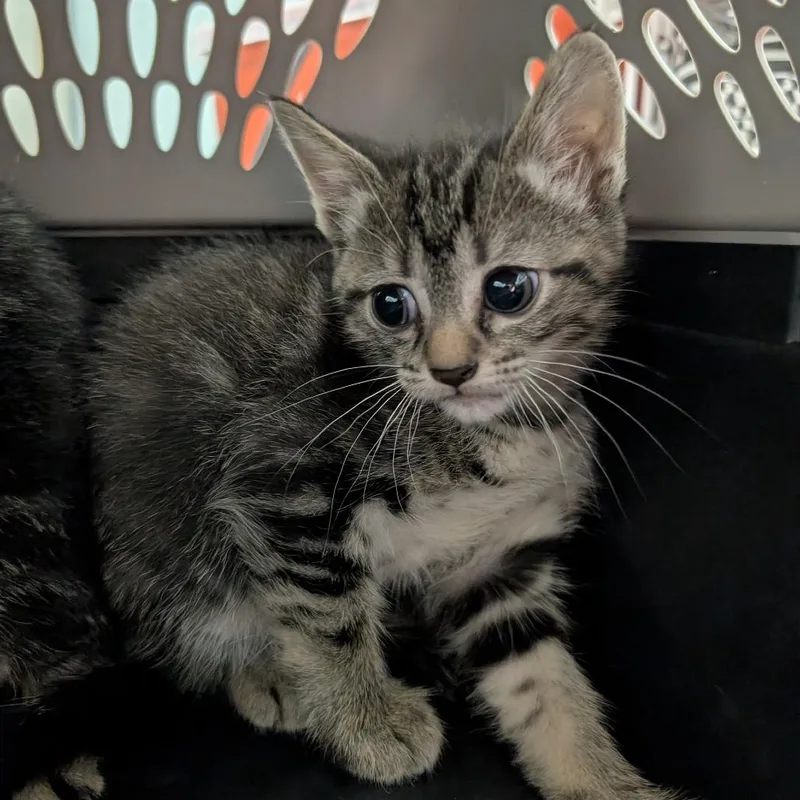 A baby small-sized female Brown / Chocolate Domestic Short Hair cat named Phoebe for adoption in Columbia, MO