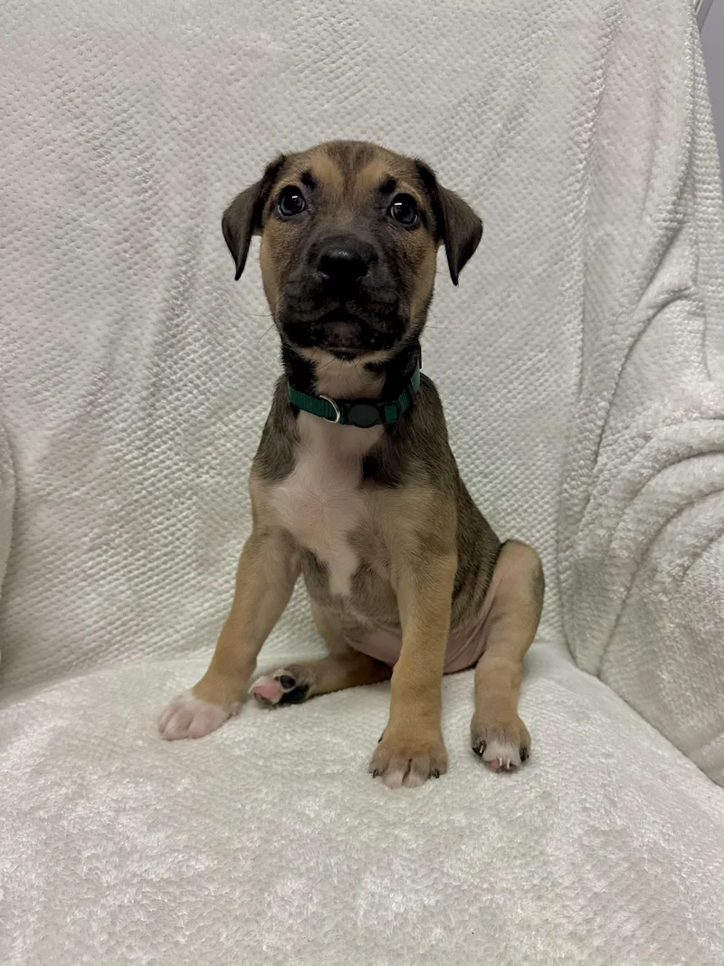 A baby medium-sized female Terrier dog named Misty for adoption in Walker, LA