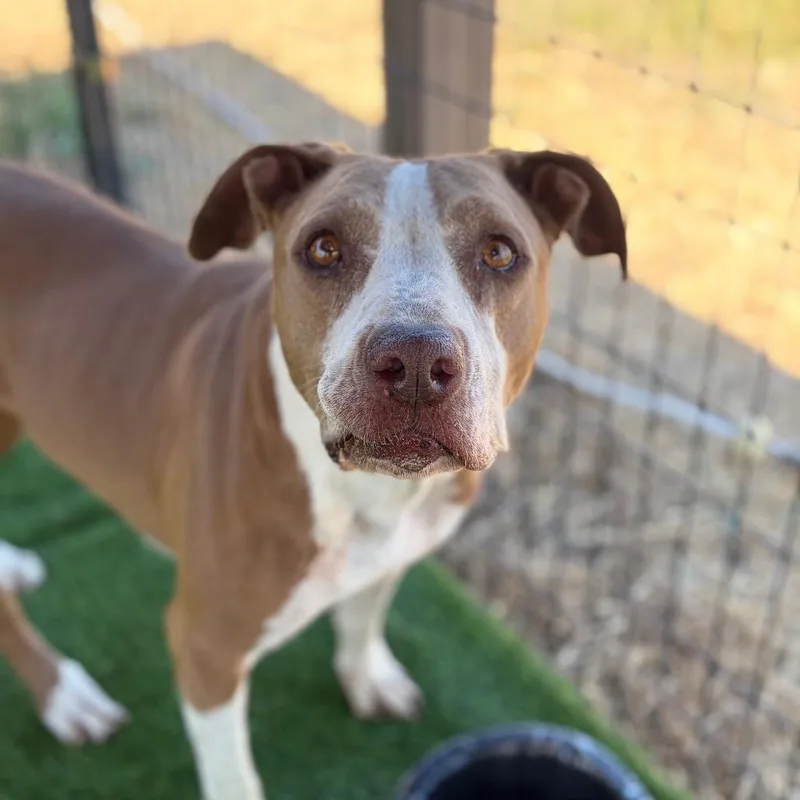 An adult large-sized female Yellow / Tan / Blond / Fawn American Staffordshire Terrier dog named Donna for adoption in Chico, CA