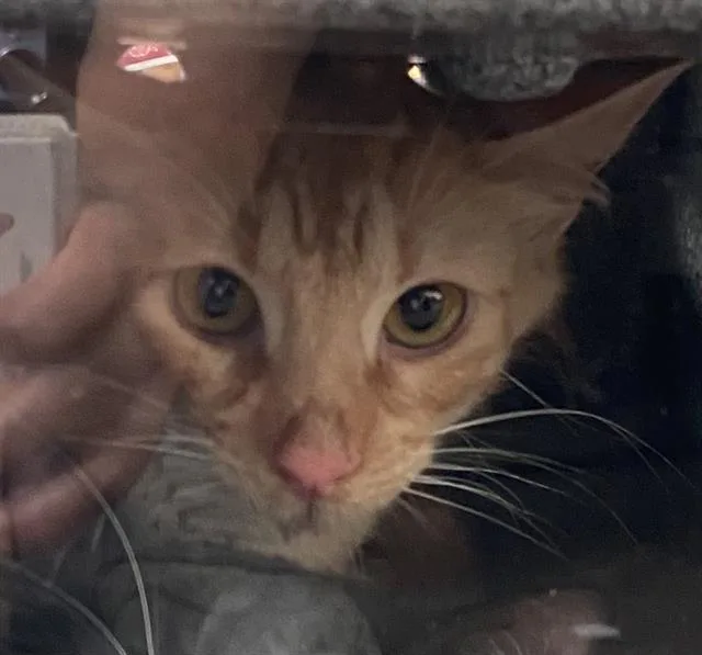 A young medium-sized male Domestic Short Hair cat named Roxas for adoption in Dallas, TX