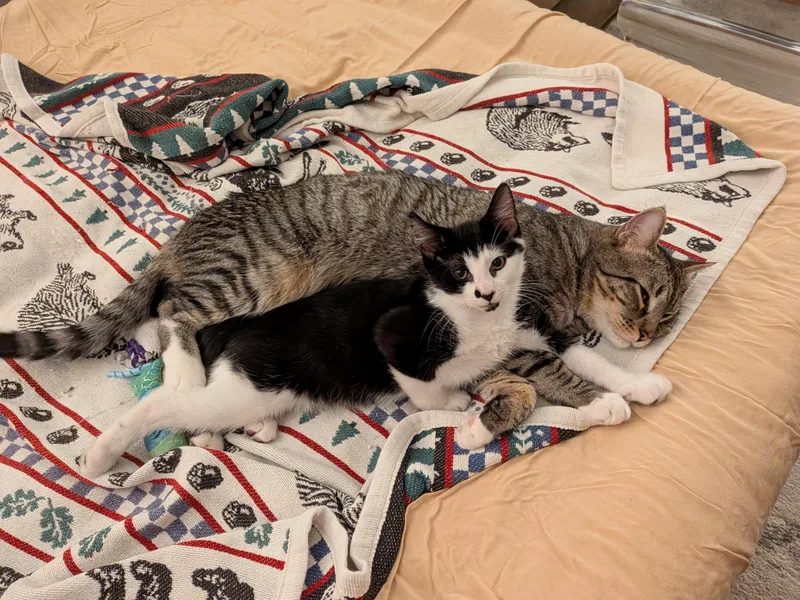 A young medium-sized male Tabby (Brown / Chocolate) American Shorthair cat named Oakland and Eddy N. for adoption in New York, NY