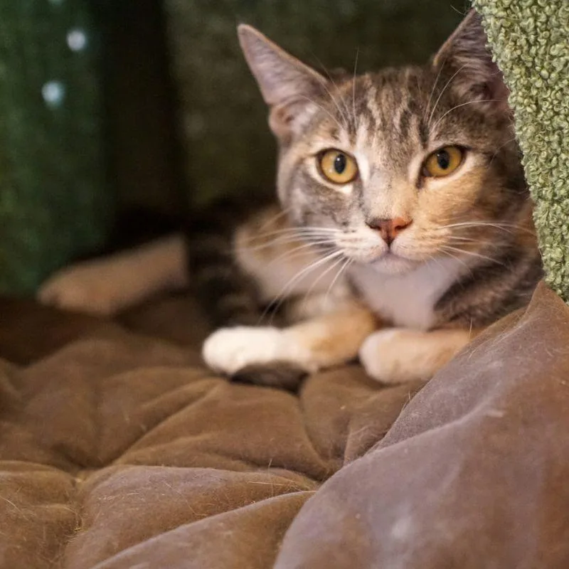 A young medium-sized female Domestic Short Hair cat named Pesto for adoption in Jackson, WY