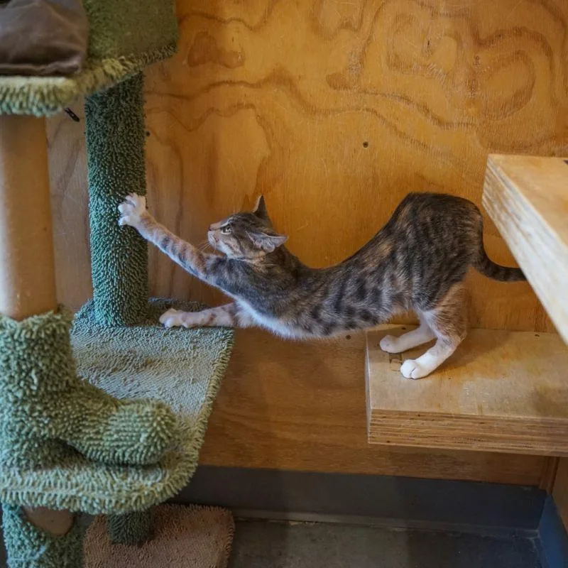 Pesto thumbnail 2