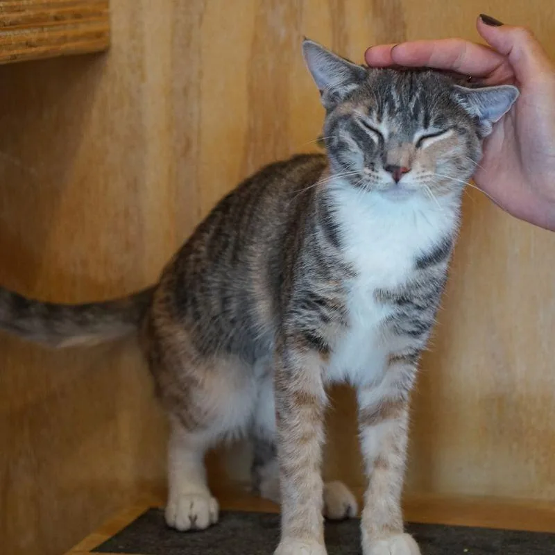 Pesto thumbnail 4