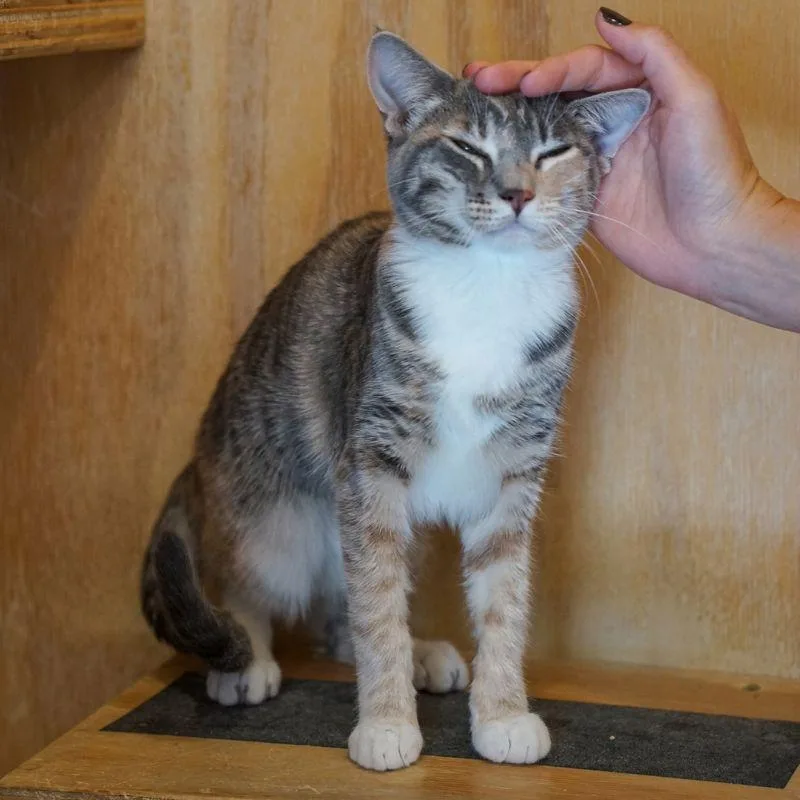 Pesto thumbnail 6