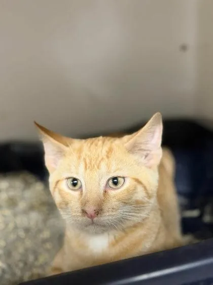 A young medium-sized male Orange & White Domestic Short Hair cat named Mildew for adoption in Leitchfield, KY