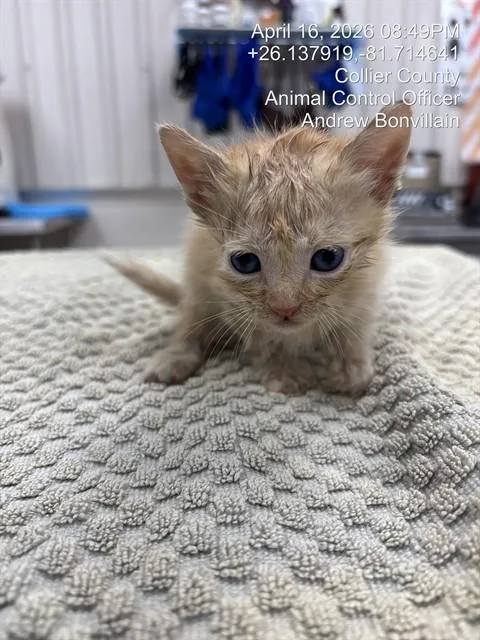 A baby small-sized male Domestic Short Hair cat named Willis for adoption in Naples, FL