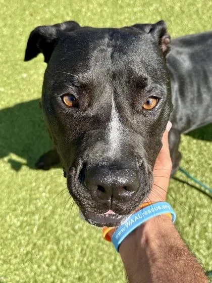 An adult large-sized female Black Mixed Breed dog named BeBe for adoption in Wichita, KS