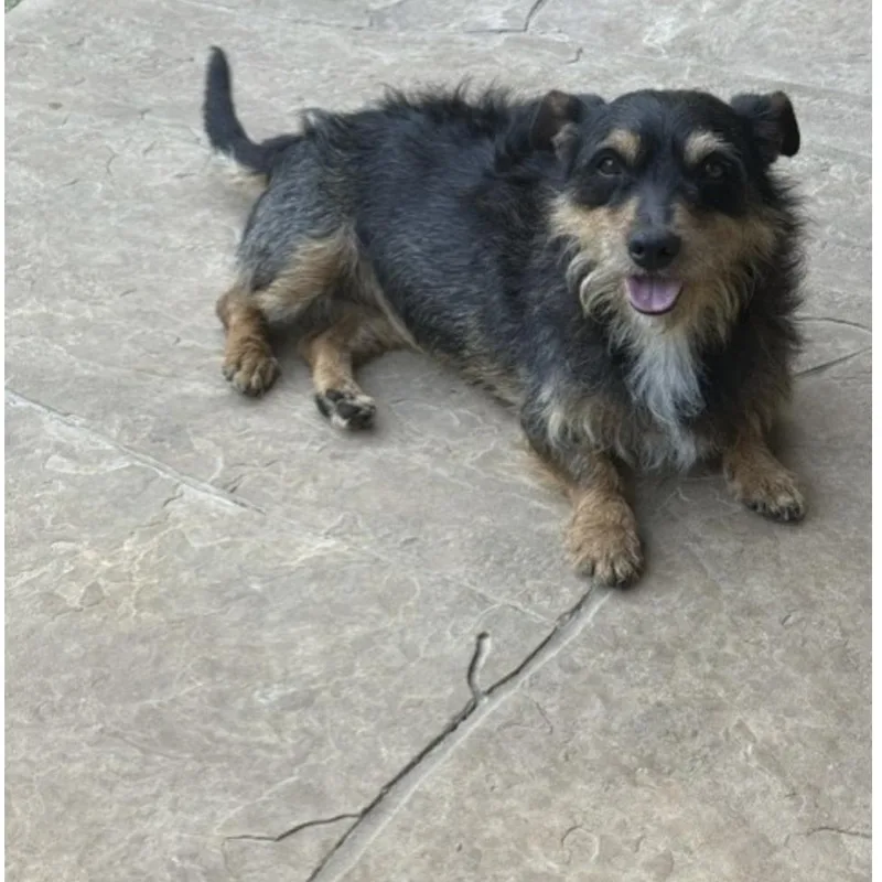 A young small-sized female Yorkshire Terrier dog named Penny Lane for adoption in Norwalk, CT