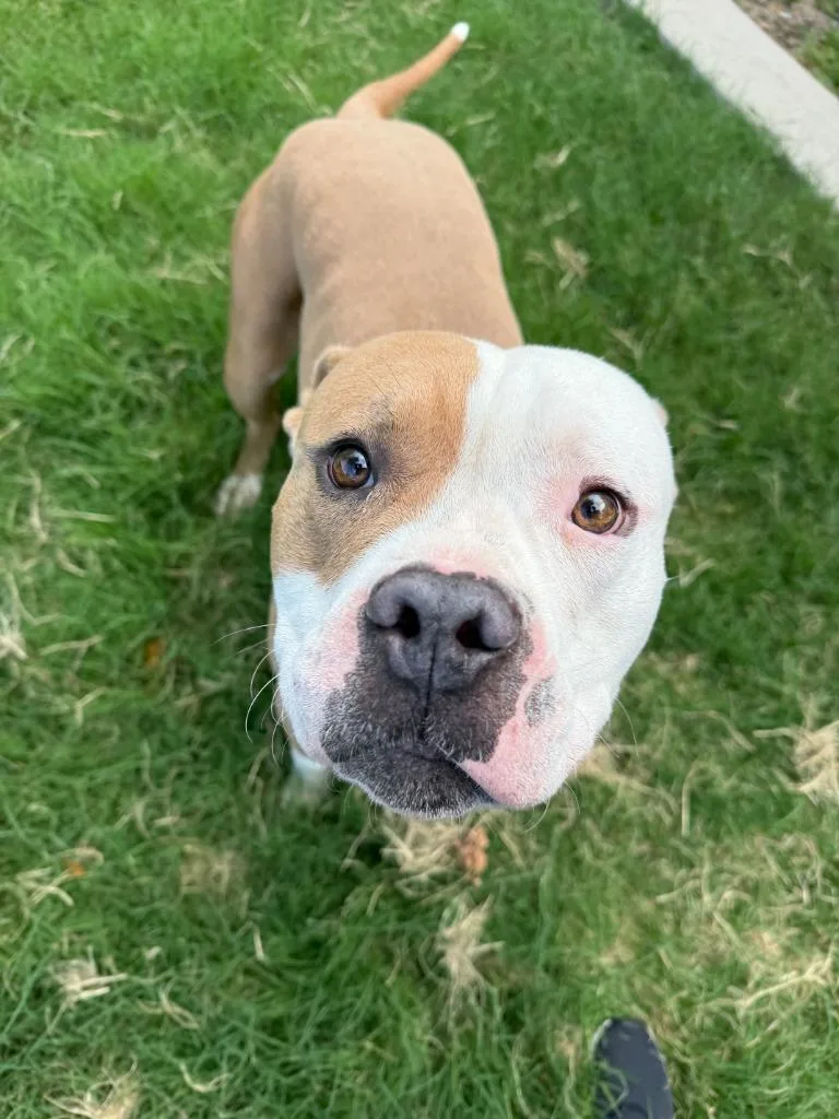 A young large-sized male Pit Bull Terrier dog named Brute for adoption in Little Elm, TX