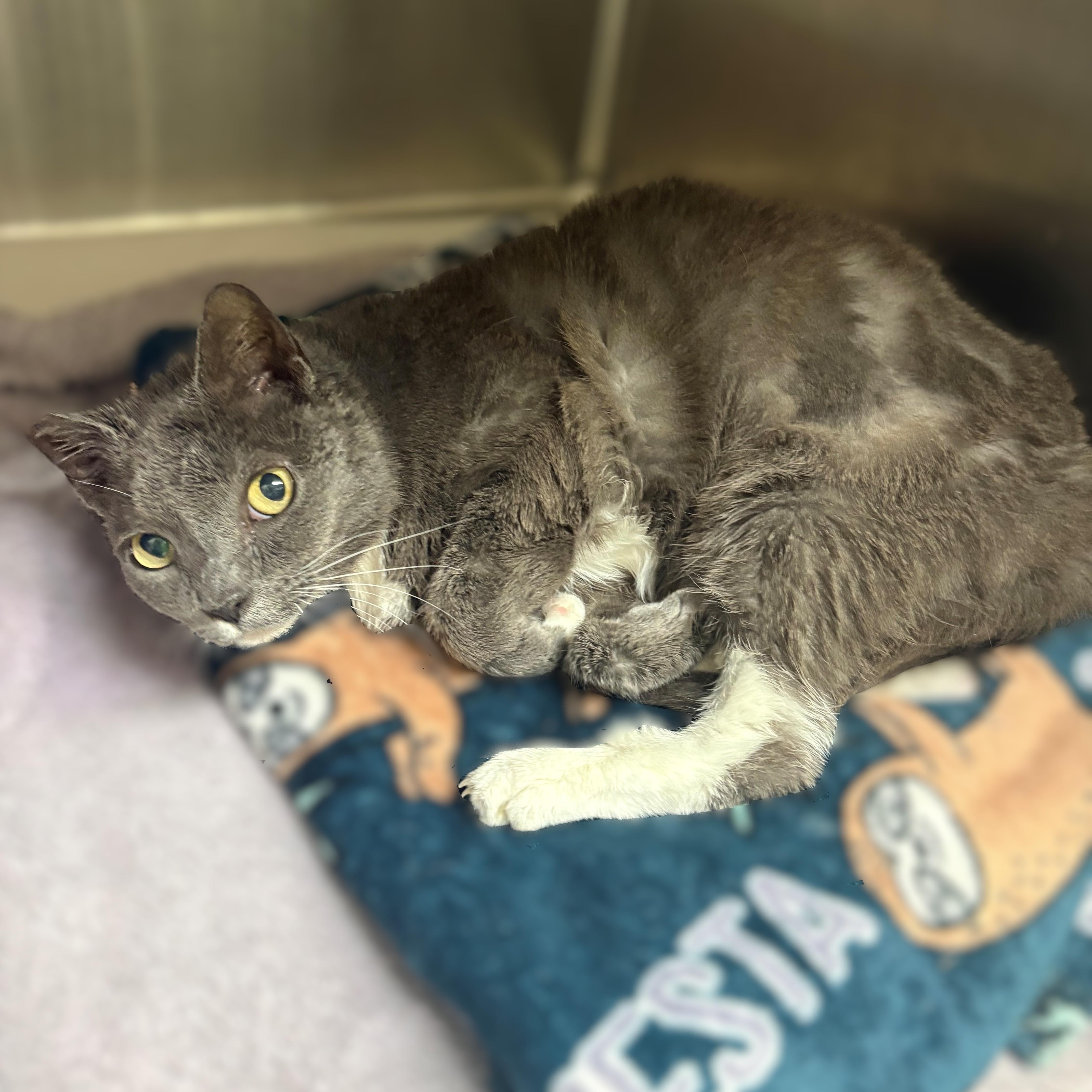 An adult medium-sized female Gray / Blue / Silver Domestic Short Hair cat named Matilda for adoption in Columbia, MD