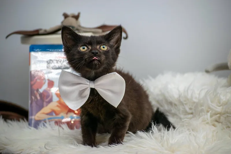 A baby small-sized male Black Domestic Short Hair cat named Momo for adoption in Sevierville, TN