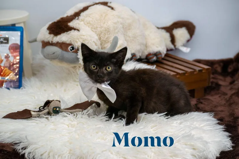 Momo thumbnail 4